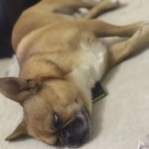 我好困我要睡觉觉