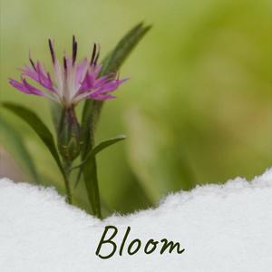 Bloom