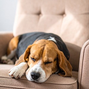 La Música Relajante Mantiene La Calma