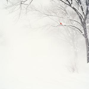 Some Things Just Are What They Are