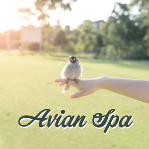 Avian Spa - Music with Joyful Bird Singing & Nature Sounds in the Background for Spa, Massage, Wellness and Bathing