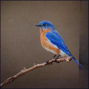 Songbird (feat. Aleko Nunez)