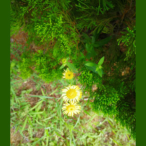 这一生 乐器演奏版