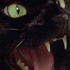 Gothic Black Cats(feat. 13thall) (Explicit)