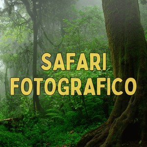 Safari fotográfico