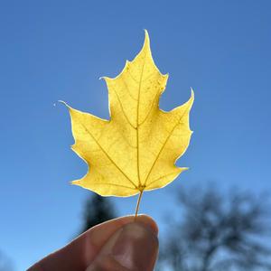 A New Day Rising (Instrumental)