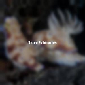 Turc Whinnies