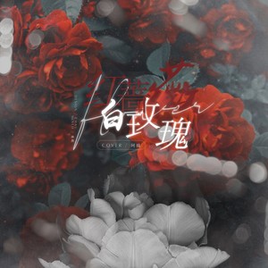 紅薔薇白玫瑰
