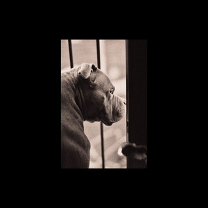 Bull Terrier (Explicit)