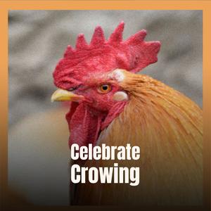 Celebrate Crowing