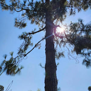 0mega & Osc Str8 Coolin' (feat. 0megafactor) (Explicit)