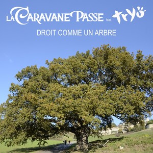 Droit comme un arbre