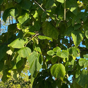 self-esteem (Explicit)