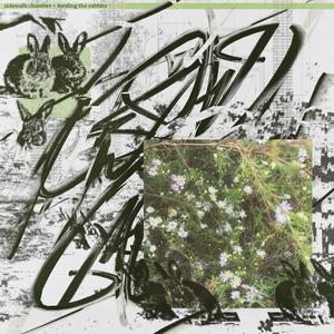 Black Rabbit (feat. helloSunshine)