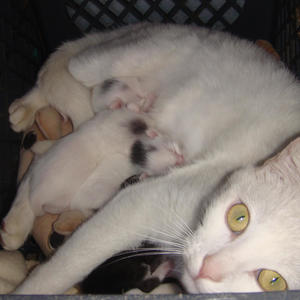 only friend is my cat (feat. Slug † Christ) (Explicit)