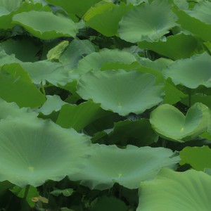 街角的晚风-逄玫