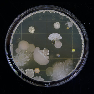 Sleeper Cell