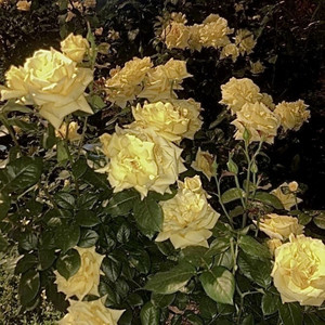 사랑했던 너를 잊어볼게 (Prod.Cash_Out) (试着忘记曾经爱过的你)