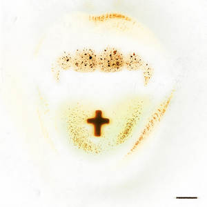 PSICOFARMACI+TURBO (feat. Cyara & FNine)