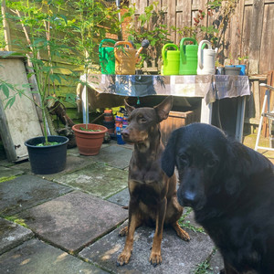 Streuner & Riese