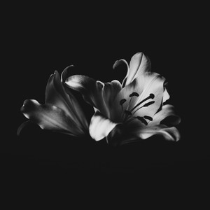 Bronte - I Always Believed There Was Good in Every Person