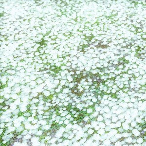 茶花游戏 (Single Version)