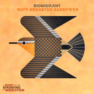 Buff-breasted Sandpiper