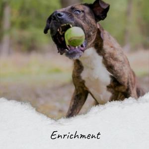 Enrichment