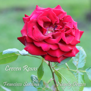 Crecen rosas