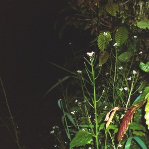 Kaninchenbau (Explicit)