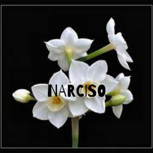 Narciso (Explicit)