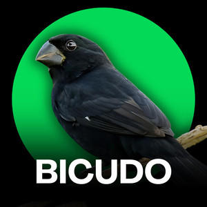 Bicudo (Treinamento)