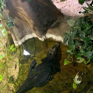 The Jungle (Explicit)