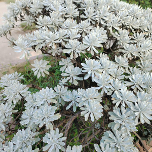 luck-to-U - 共同的节拍