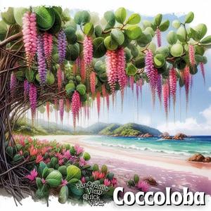 Coccoloba