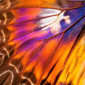 Bichi Quien Lo Hace? (Explicit)