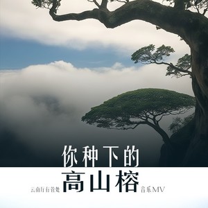 你种下的高山榕