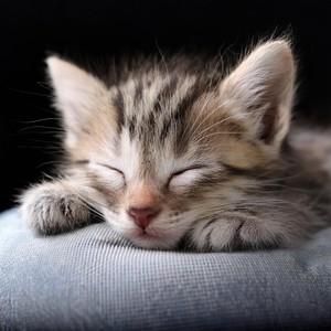 Notas Para La Relajación Felina