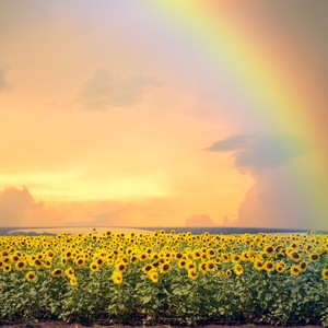 Sunflower Fields