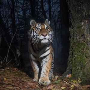 STINGER (feat. Bigmikeadoya) (Explicit)