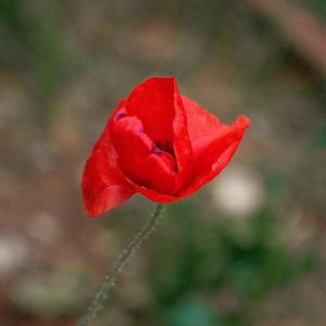 Poet's Heart (feat. Kira Lise)