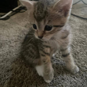 kitten clarity (Explicit)