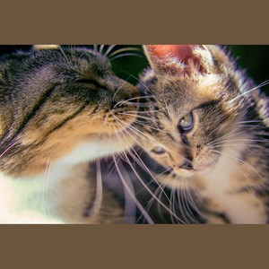 一半一半-クロ喵