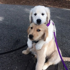 just pack ur bags (prod. ice starr)