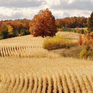 Land of Plenty