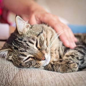 Melodías Acogedoras De Lofi Para Gatos