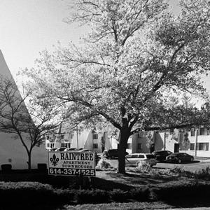 TF IS A RAINTREE (Explicit)