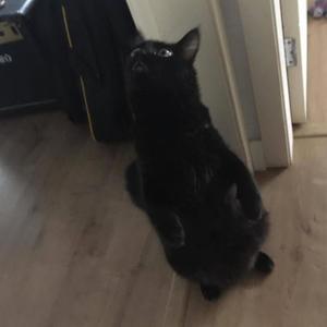 dnv(feat. roddie) (Explicit)