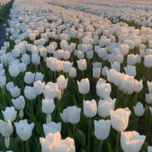 Quiero Salir (feat. Jontay & Flz) (Explicit)