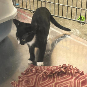 Jordan loves little ones (feat. Yakumothekidd) (Explicit)